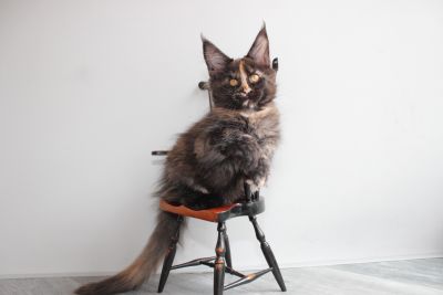 Avani
